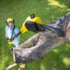 Best Arborist Consultation Services  in Monahans, TX