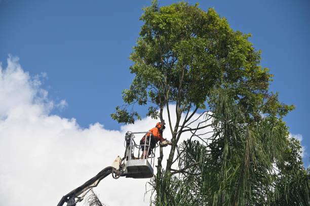 Best Tree Removal  in Monahans, TX