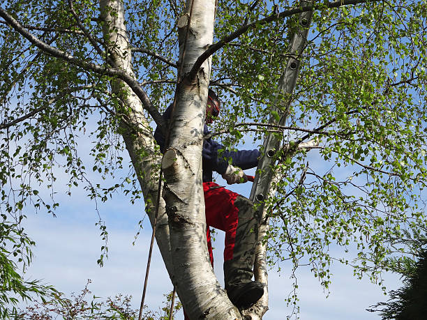 Best Tree and Shrub Care  in Monahans, TX